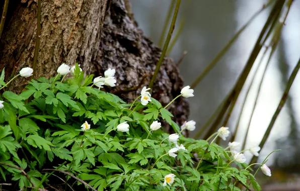 Flower, tree, leafs