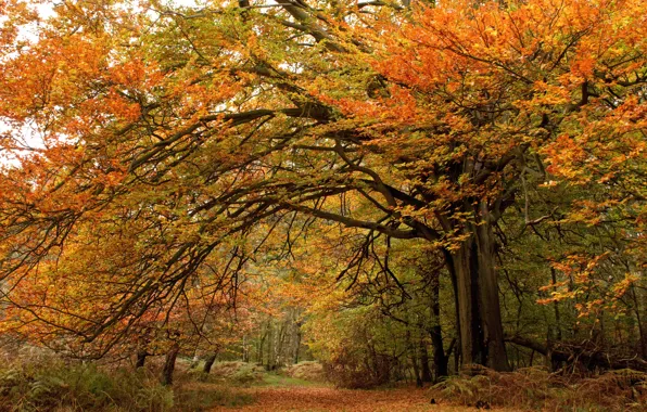 Картинка осень, лес, листья, деревья, forest, park, autumn, leaves