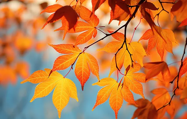 Картинка осень, листья, деревья, фон, colorful, autumn, leaves