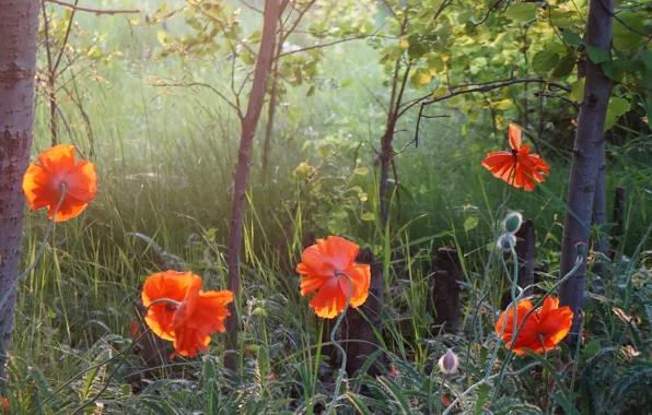 Red, flower, poppy