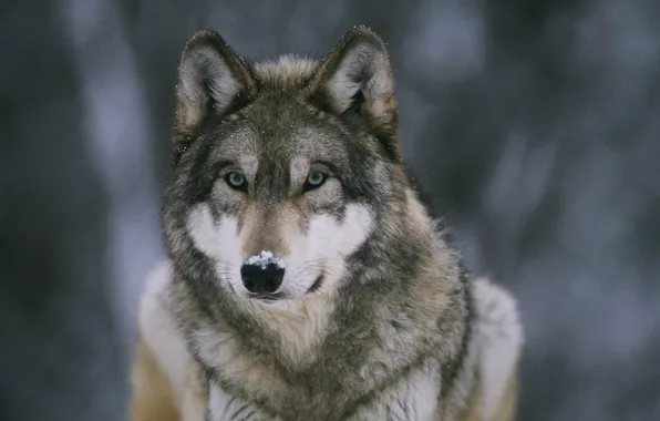 Картинка снег, обои, волк, хищник, зверь, леса, wallpapers, санитар