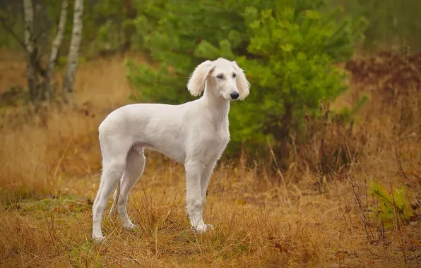 Взгляд, природа, друг, собака