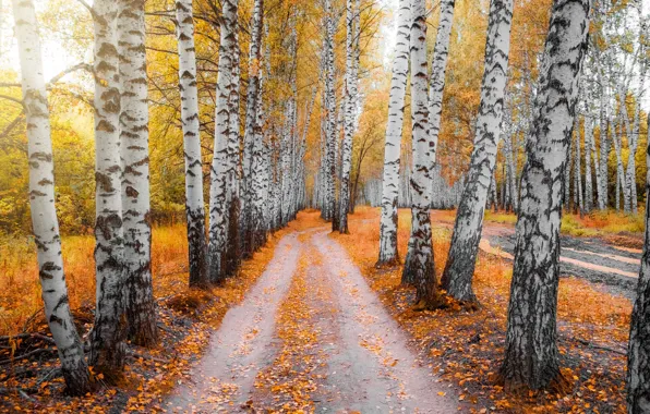 Дорога, осень, лес, деревья, ветви, стволы, листва, красота