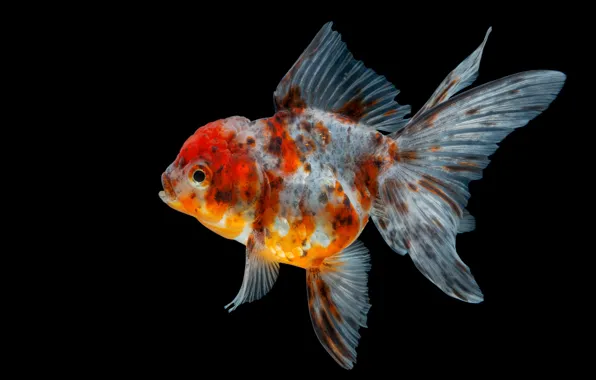 Black, goldfish, fish