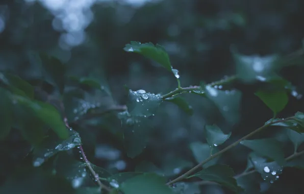 Природа, Капли, Листья, Растение, Ветка, Ветки, Растения, Nature