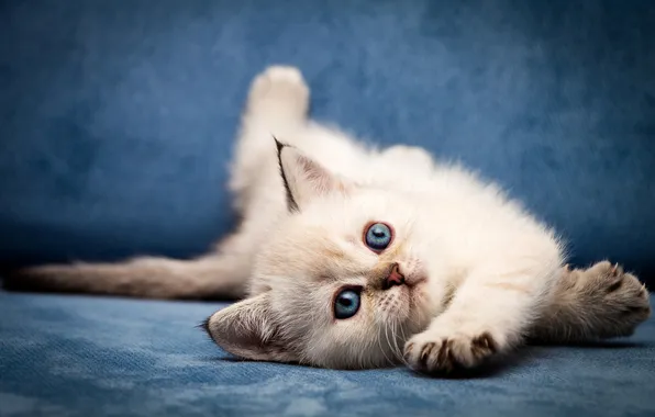 Кошка, белый, взгляд, поза, котенок, малыш, лежит, мордашка