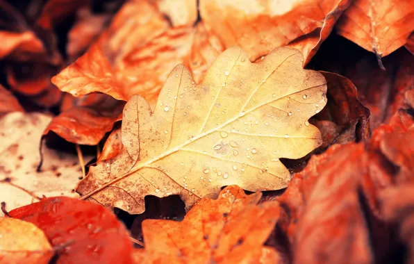Осень, листья, капли, макро, природа, листок, желтые, оранжевые