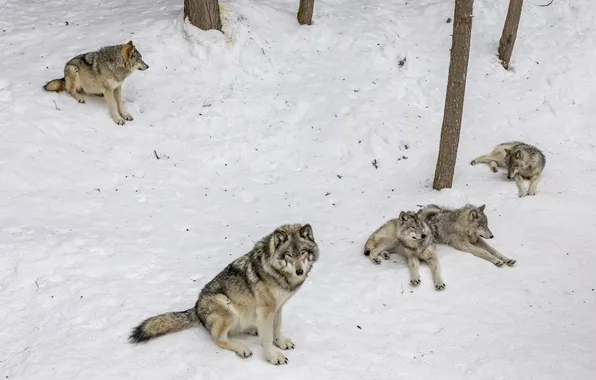 Nature, predator, animal, wolf, wildlife, portrait, portrait., Canis lupus. face