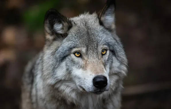 Nature, face, animal, wolf, wildlife, head, fur, mammal