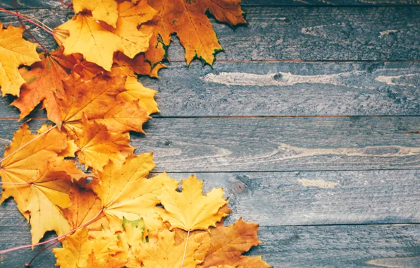 Осень, листья, фон, colorful, клен, yellow, wood, autumn