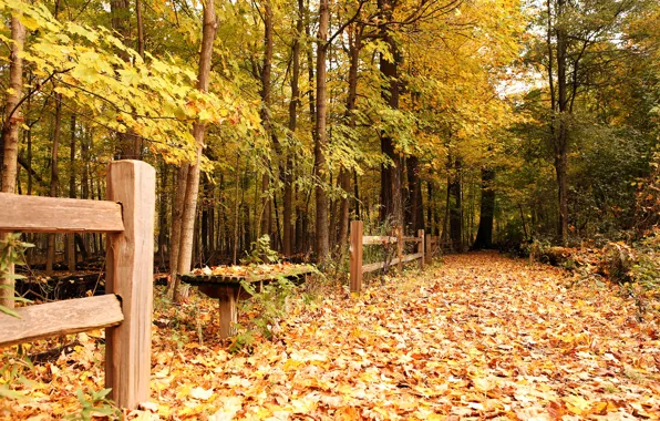 Картинка осень, листья, деревья, парк, забор, желтые, лавочка
