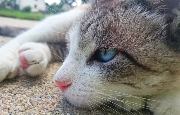 Картинка cat, blue eyes, animal, paws, fur, sly, whiskers, feline