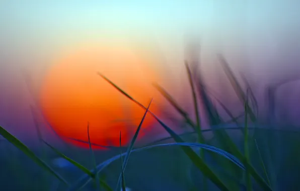 Картинка зелень, трава, закат, Солнце