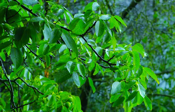 Tree, leafs, twig