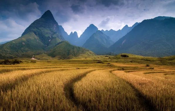 Поле, горы, гора, Вьетнам, провинция Лаокай, Фаншипан
