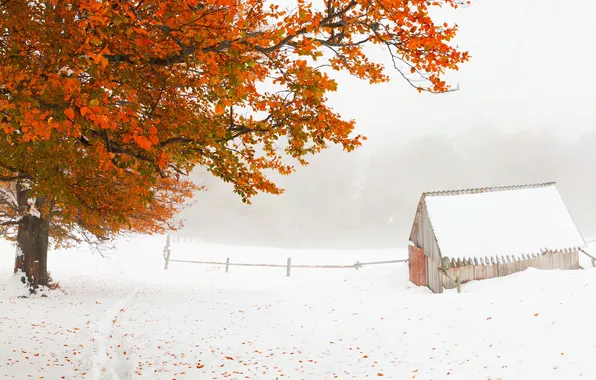Картинка зима, снег, дерево, листва, домик
