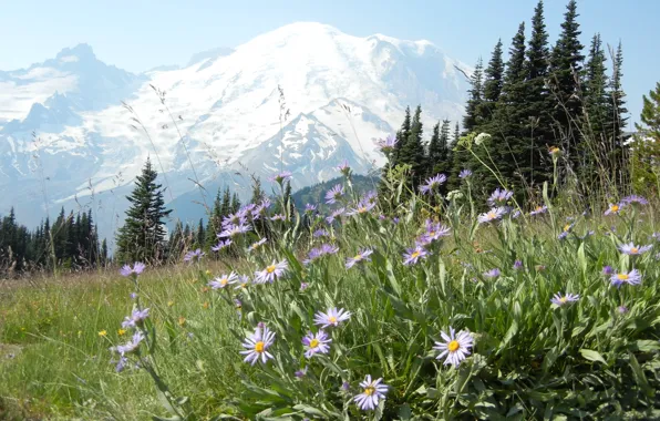 Картинка лес, цветы, горы, природа