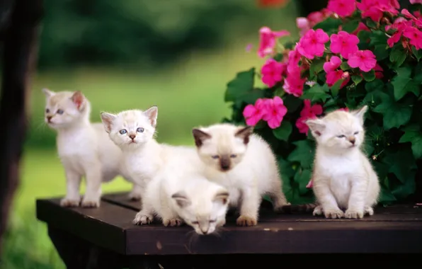 Картинка цветы, котята, малыши