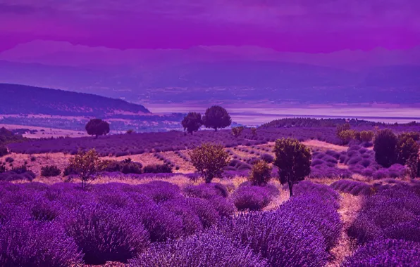 Sky, field, pruple, levander