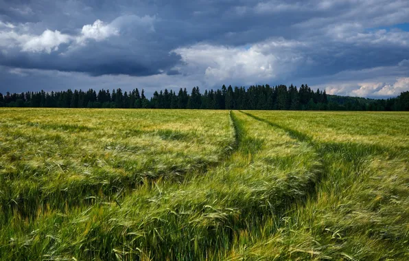 Дорога, поле, лес, тучи, рожь, колея, колосья, ржаное поле