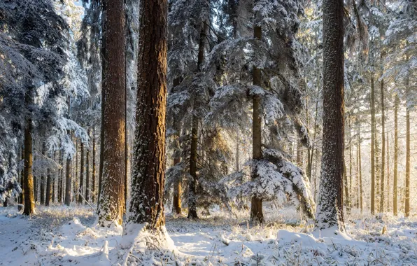 Снег, зима, природа, деревья, лес