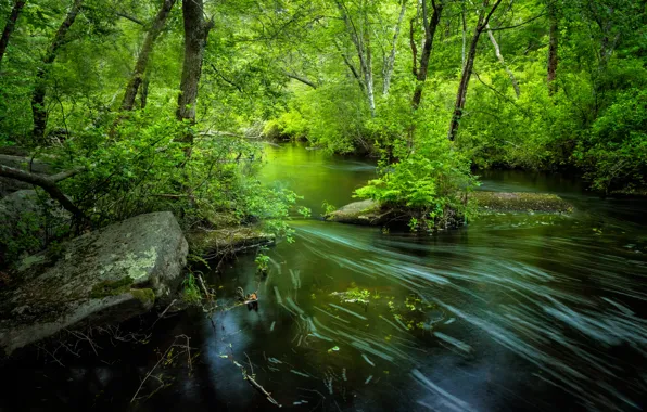 Зелень, лес, лето, деревья, река, Rhode Island, Род-Айленд