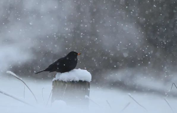 Картинка зима, снег, птица, столб, черная