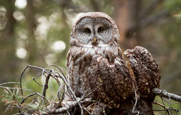 Взгляд, сова, птица
