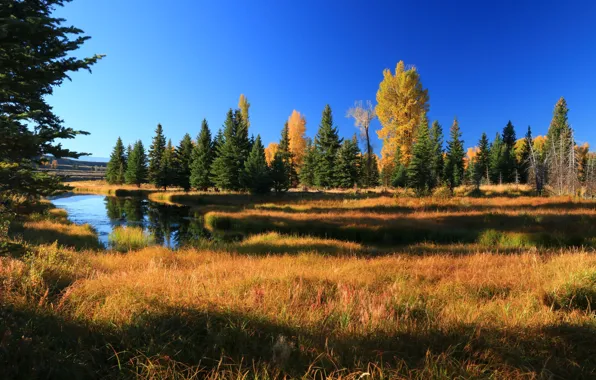 Осень, деревья, горы, река, Вайоминг, США, Гранд-Титон, Grand Teton National Park