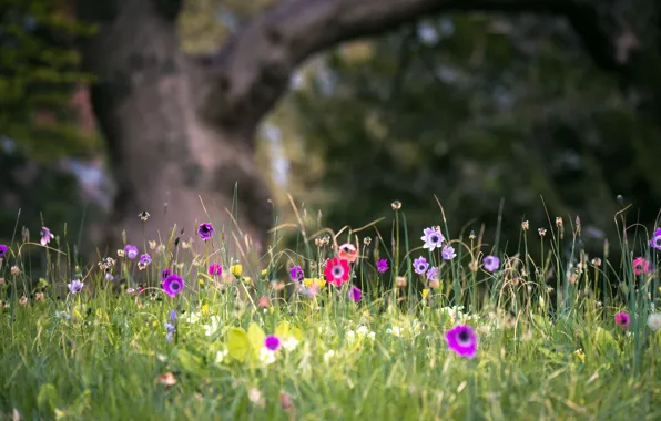 Картинка лето, цветы, природа