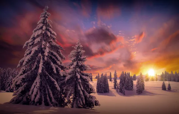 Картинка зима, лес, солнце, облака, снег, деревья, природа, елки