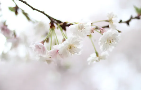 Картинка цветы, природа, веточка, цвет, весна, размытость, сакура, белая