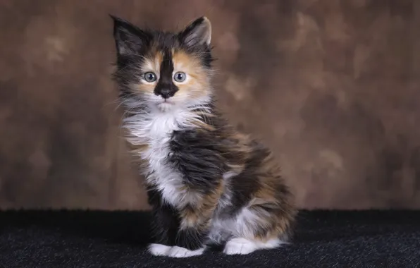 Кошка, котенок, фон, малыш, мордашка, сидит, пятнистый, мейн-кун