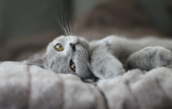Кошка, поза, котенок, серый, лапки, покрывало, мордочка, лежит