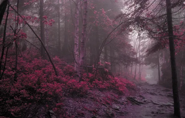 Дорога, лес, фиолетовый