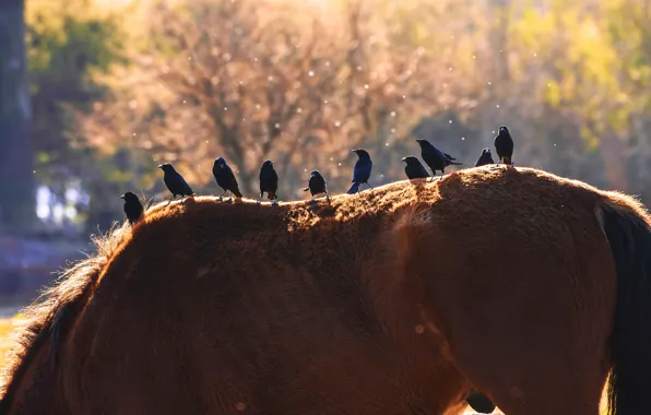Картинка лето, конь, птица, лошадь