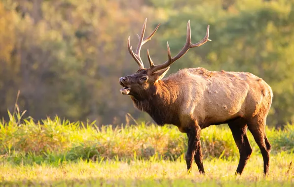 Картинка поле, осень, лес, трава, свет, природа, фон, олень