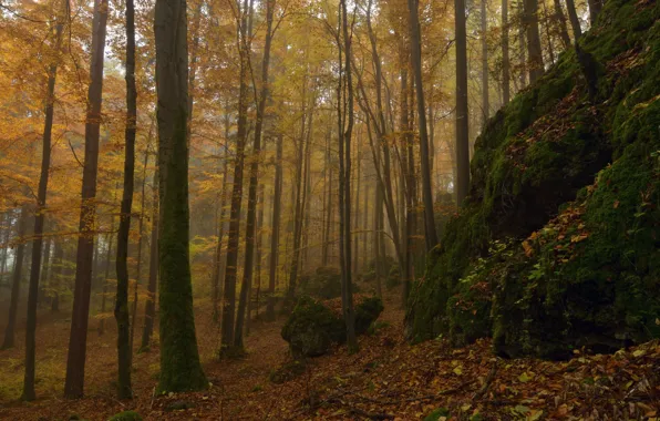 Осень, лес, деревья, природа, камни, мох, Niklas Hamisch