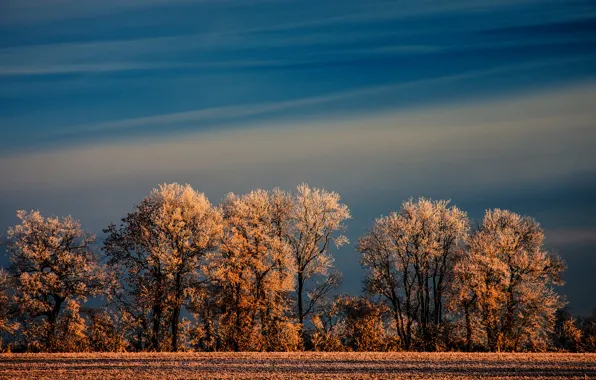 Картинка зима, иней, поле, небо, деревья, природа