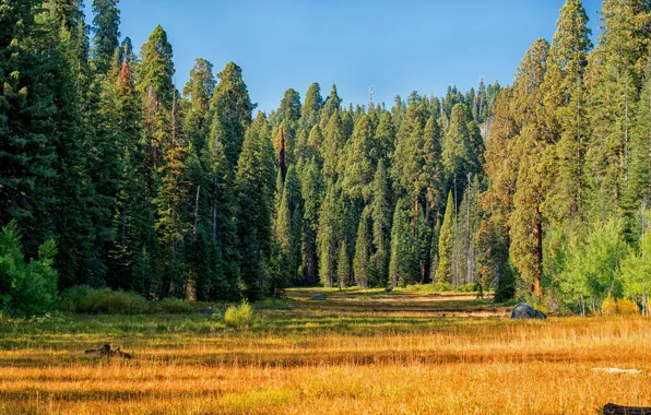 Осень, лес, трава, солнце, деревья, США, желтая, опушка