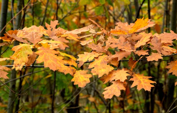 Autumn, leafs, fall, twig