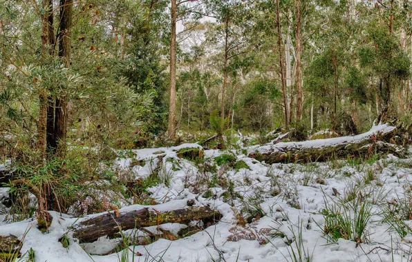 Картинка лес, трава, снег, деревья, парк, Австралия, Barrington Tops National Park