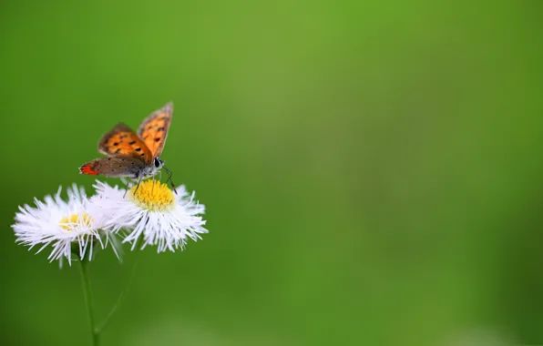 Цветы, бабочка, мотылек