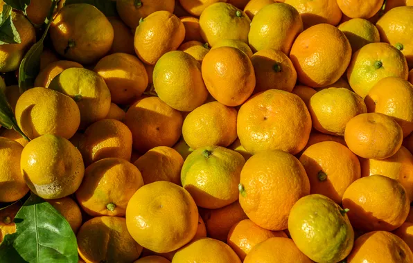 Апельсины, листик, цитрус, много