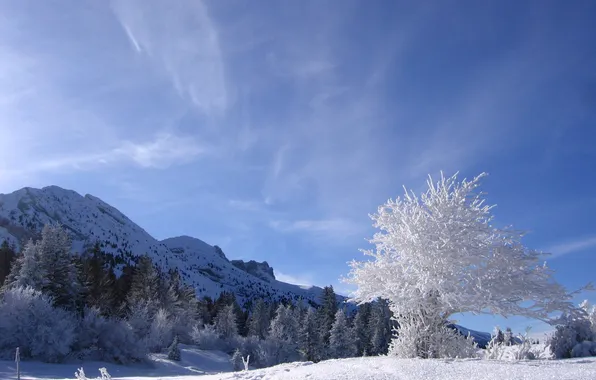 Картинка зима, иней, небо, снег, деревья, горы