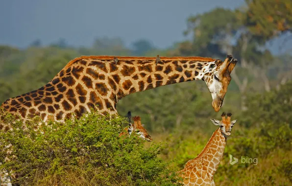 Картинка семья, жираф, Африка
