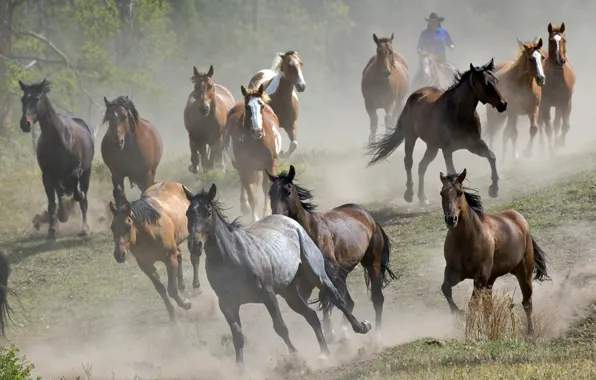 Животные, свобода, фон, животное, обои, лошадь, лошади, бежит