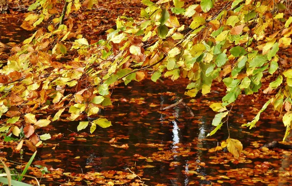 Осень, листья, вода, листопад, nature, yellow, water, жёлтые