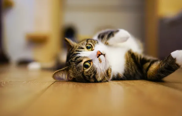 Кошка, глаза, кот, взгляд, поза, комната, релакс, лапки