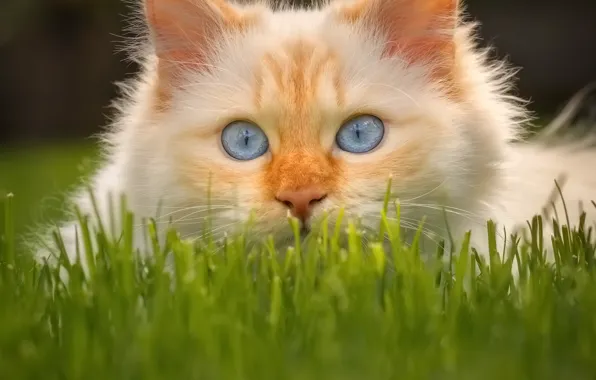 Картинка кошка, трава, взгляд, мордочка, голубые глаза, котейка